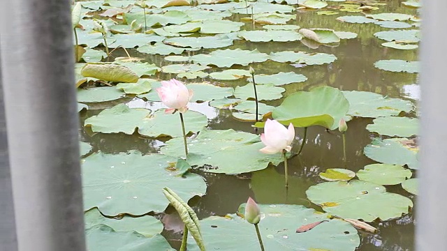 高清多莉:荷花在池塘浮在水里。视频素材