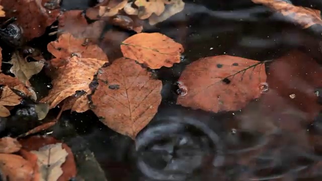 秋天的落叶视频素材