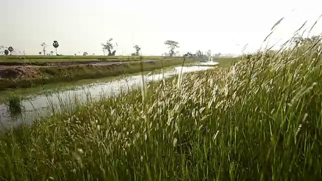 风吹过绿油油的麦田视频素材