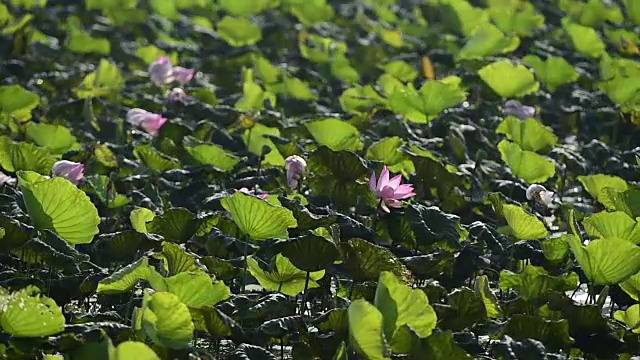 荷花粉红，荷叶碧绿。视频素材