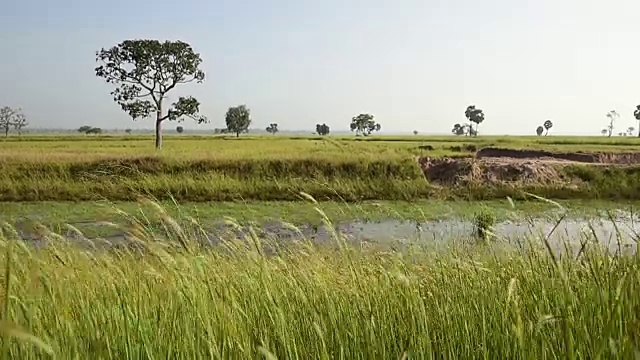 风吹过绿油油的麦田视频素材