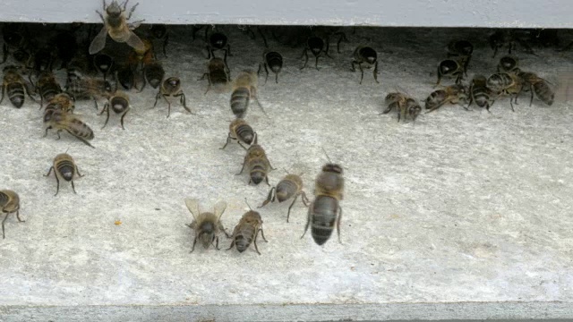 蜜蜂进入他的蜂巢视频素材