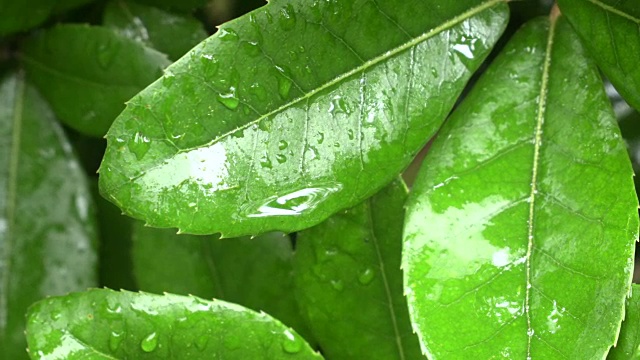 下雨的一天视频素材