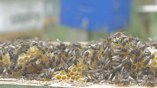 蜂房里的蜜蜂视频素材