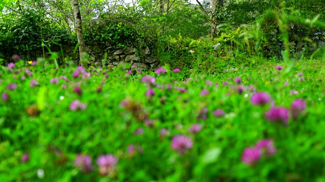 野花的草地视频素材