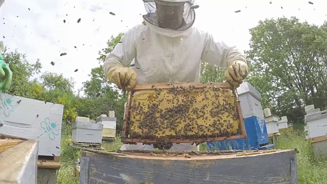 养蜂人养蜂箱视频素材