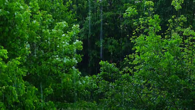 森林里下着大雨视频素材