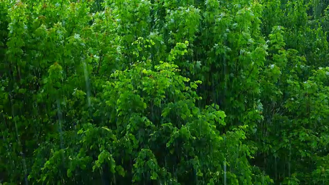 森林里下着大雨视频素材