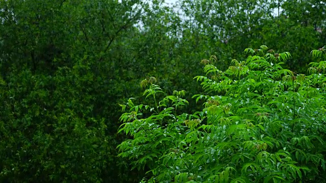 森林里下着大雨视频素材