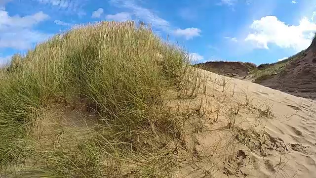 欧洲Marram Grass Dunes / Sylt -德国视频素材