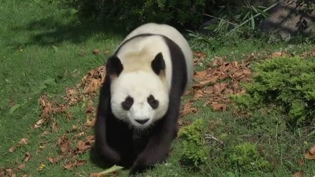 大熊猫，ailuropoda melanoleuca成年行走，实时视频素材