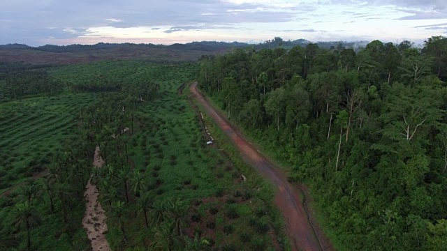 雨林旁边的大型砍伐森林，棕榈油种植园，揭示视频素材