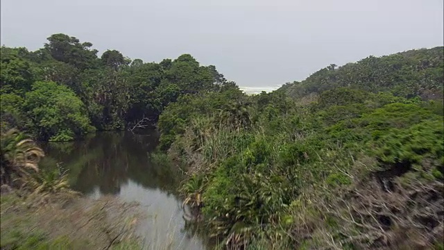 海滩上的牛-鸟瞰图-南非东开普省视频素材