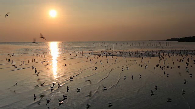 在泰国邦浦的海滩上，日落时飞翔的海鸥视频素材