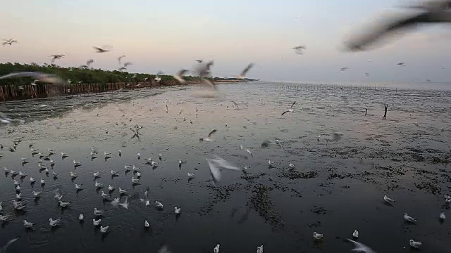 在泰国邦浦的海滩上，日落时飞翔的海鸥视频素材