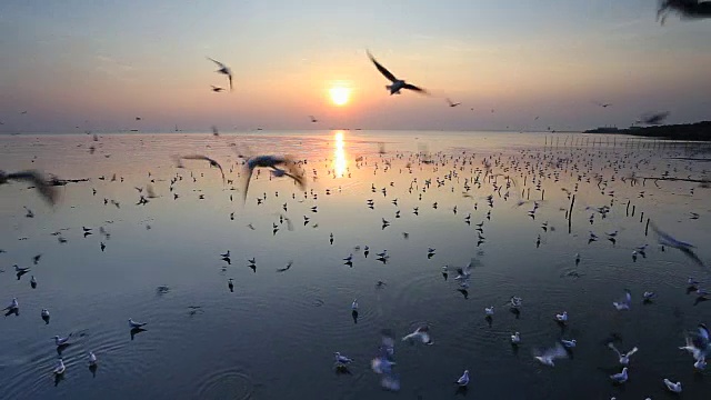 在泰国邦浦的海滩上，日落时飞翔的海鸥视频素材