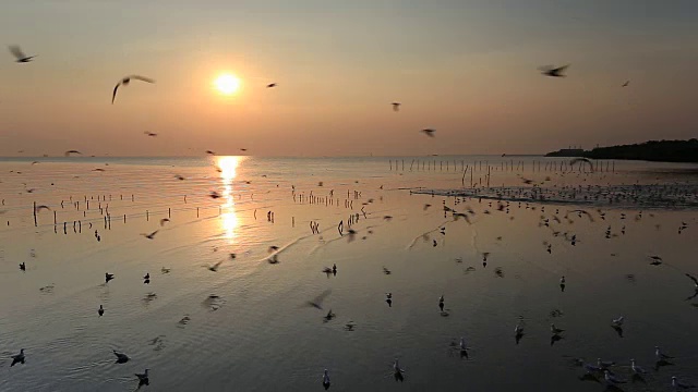 在泰国邦浦的海滩上，日落时飞翔的海鸥视频素材