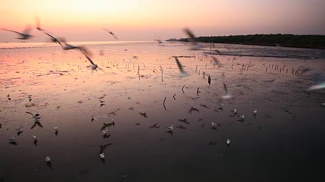 在泰国邦浦的海滩上，日落时飞翔的海鸥视频素材