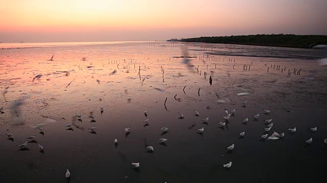 在泰国邦浦的海滩上，日落时飞翔的海鸥视频素材