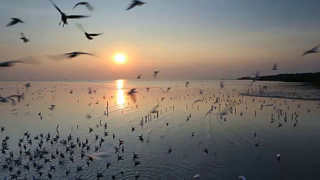 在泰国邦浦的海滩上，日落时飞翔的海鸥视频素材