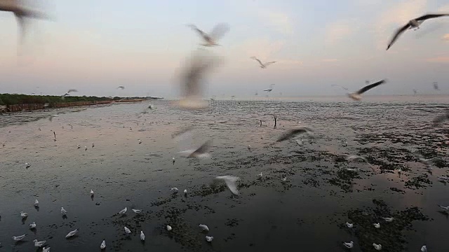 在泰国邦浦的海滩上，日落时飞翔的海鸥视频素材