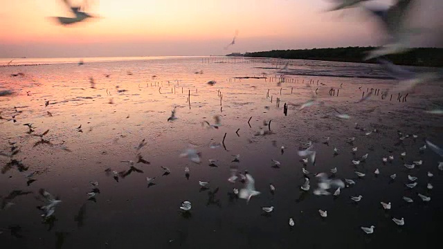 在泰国邦浦的海滩上，日落时飞翔的海鸥视频素材