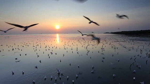 在泰国邦浦的海滩上，日落时飞翔的海鸥视频素材