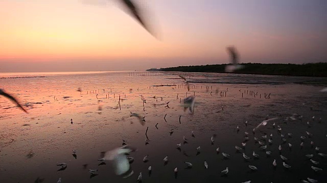 在泰国邦浦的海滩上，日落时飞翔的海鸥视频素材