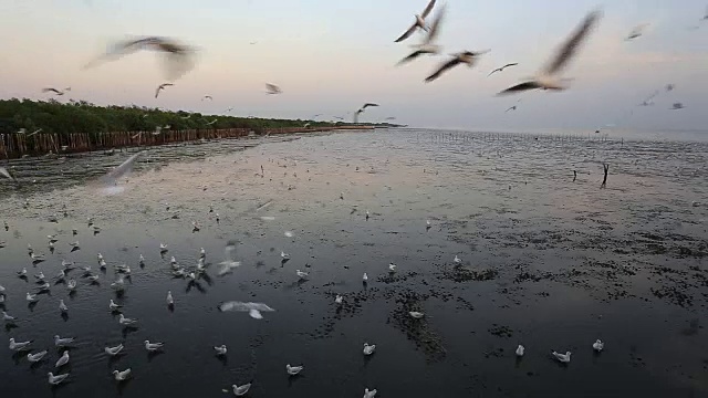 在泰国邦浦的海滩上，日落时飞翔的海鸥视频素材