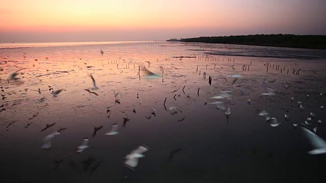 在泰国邦浦的海滩上，日落时飞翔的海鸥视频素材