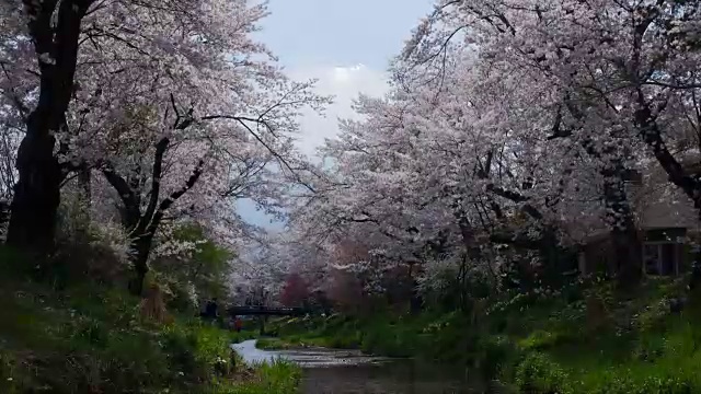 富士和樱花在大野Hakkai视频下载