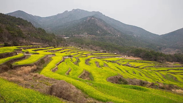 杜莫村油菜籽和梯田在Geoje视频素材