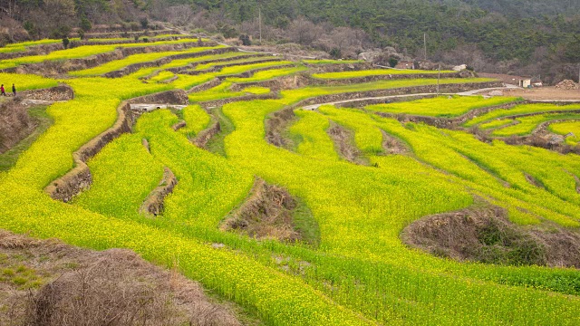 杜莫村油菜籽和梯田在Geoje视频素材