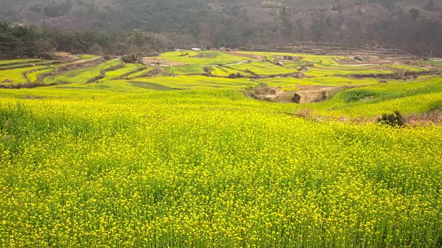 杜莫村油菜籽和梯田在Geoje视频素材