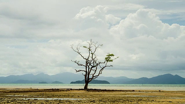 时间间隔4K -热带海域的孤独树。视频下载