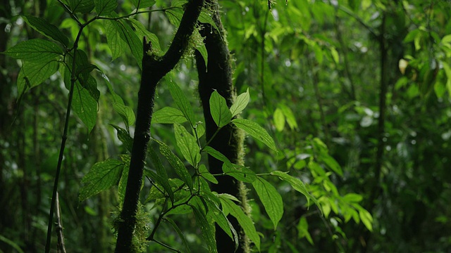 近距离拍摄的枝叶茂密的雨林/阿雷纳尔，哥斯达黎加视频素材