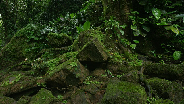 中等平移拍摄的苔藓在森林/圣胡安娜，哥斯达黎加的岩石视频素材