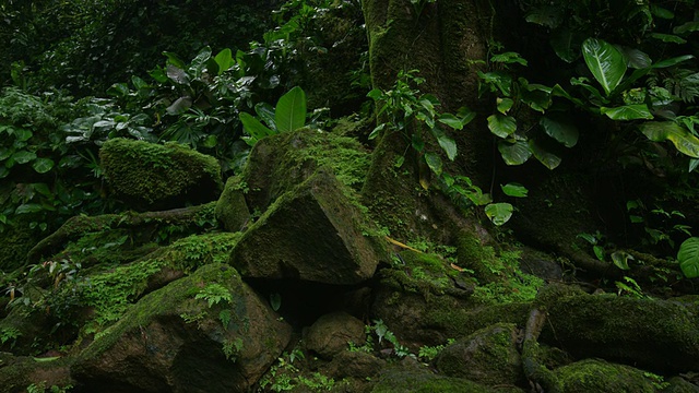 中等平移拍摄的苔藓在森林/圣胡安娜，哥斯达黎加的岩石视频素材