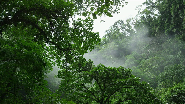 宽低角度平移拍摄的雾在雨林树梢/ Arenal，拉福图纳，哥斯达黎加视频素材