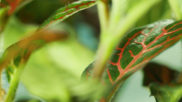 湿植物叶子特写镜头视频素材