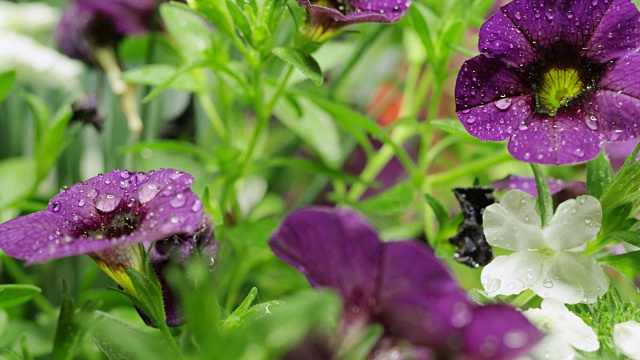 湿紫花植物特写视频素材