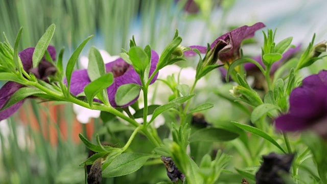 粉红色开花植物特写镜头视频素材