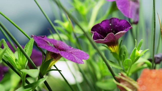 粉红色开花植物特写镜头视频素材