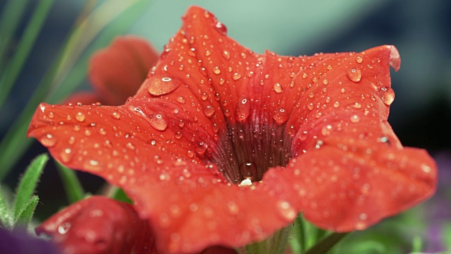 雨季湿红花特写视频素材