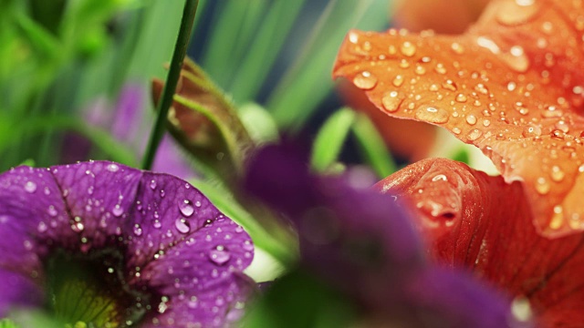 湿紫花植物特写视频素材