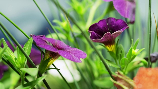 粉红色开花植物特写镜头视频素材