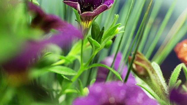 粉红色开花植物特写镜头视频素材