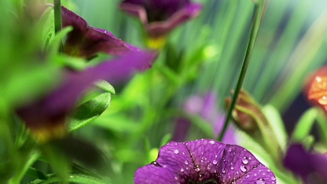 湿紫花植物特写视频素材