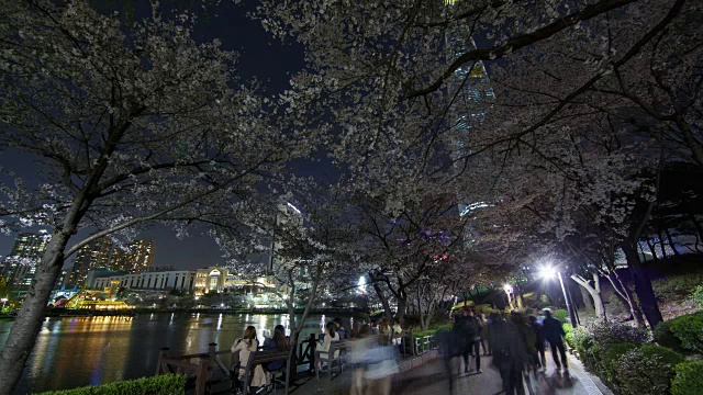 人们在石泉湖公园的樱花树下的夜晚视频素材