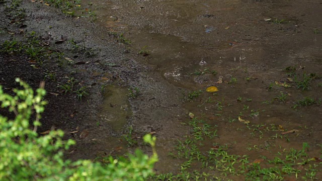 雨在后院视频素材